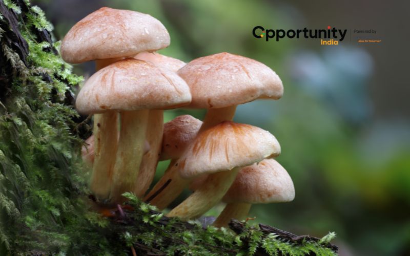 How to Start a Mushroom Farming Business?